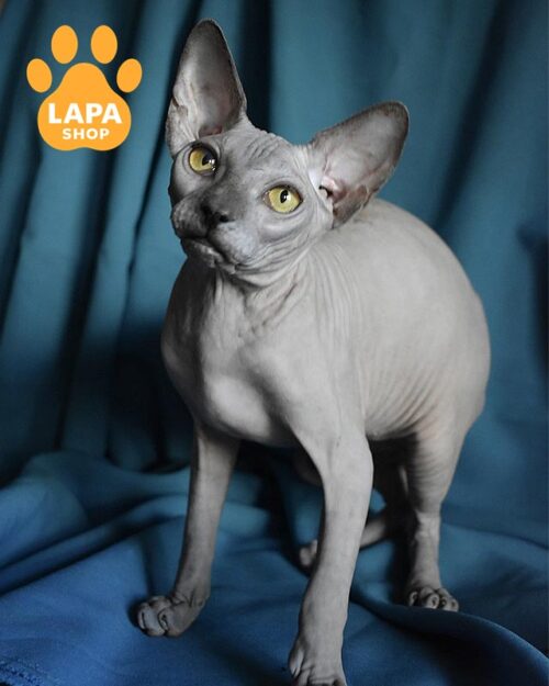 блакитний канадський сфінкс