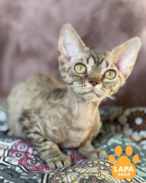 кішка девон-рекс