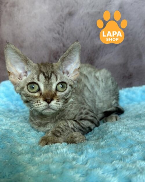 Devon Rex kitty