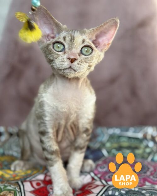 черепахова кішка девон-рекс