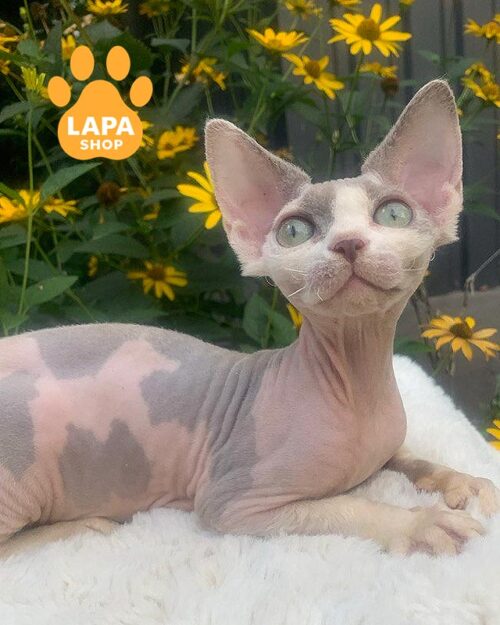 лілово-білий девон-рекс