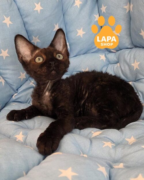 black Devon Rex