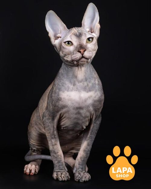 кошка донской сфинкс