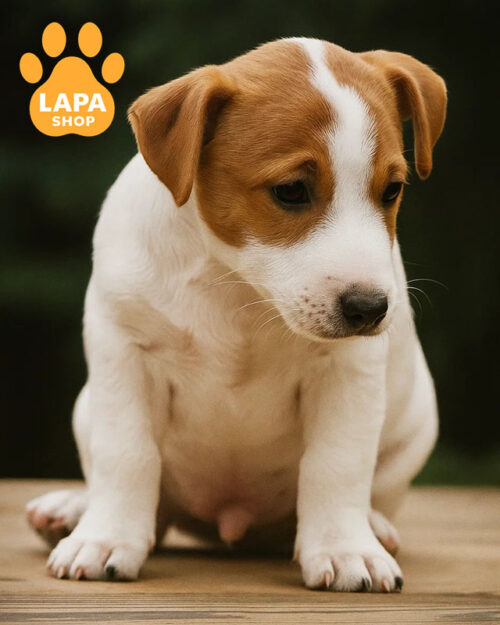 біло-рудий джек-рассел-тер'єр