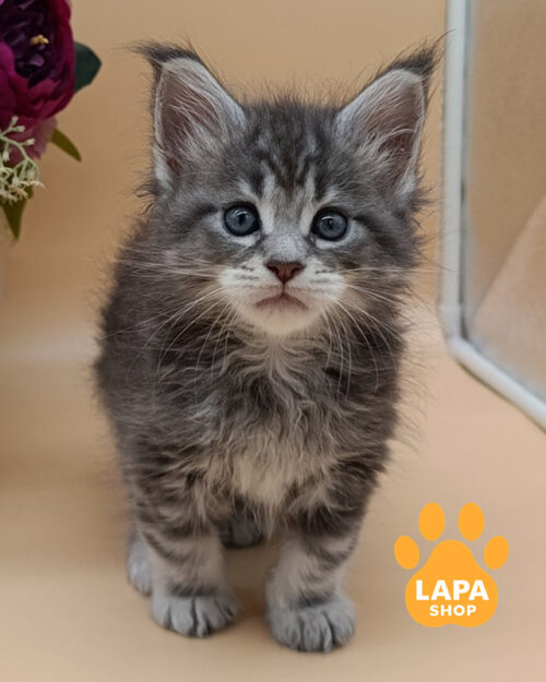 сріблястий мармуровий мейн-кун