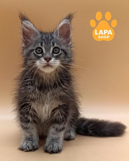 сріблястий мармуровий мейн-кун