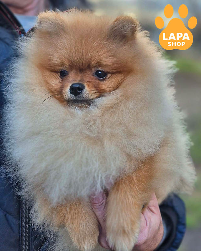 померанський шпіц забарвлення оранж соболь