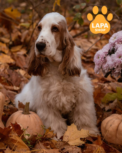 англійський кокер спанієль