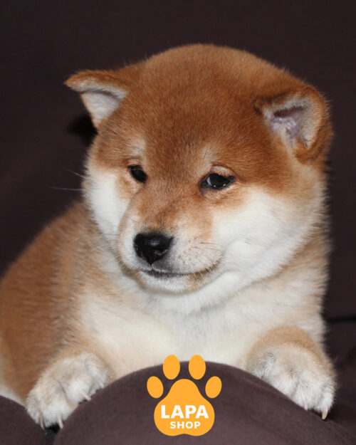 рудий шиба-іну