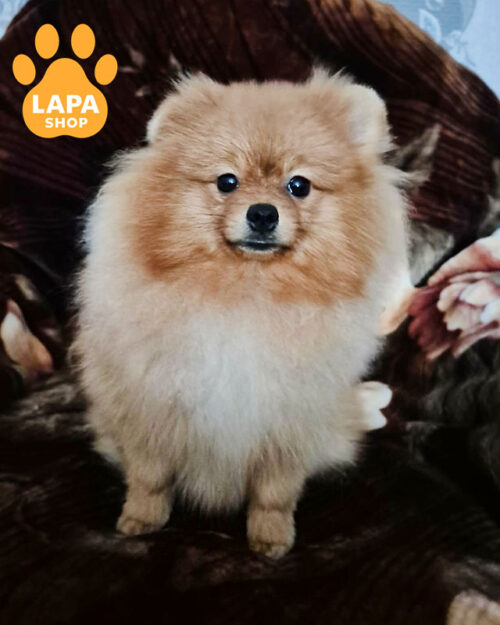 померанський шпіц забарвлення оранж