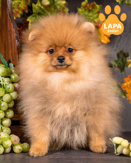 померанський шпіц забарвлення оранж соболь