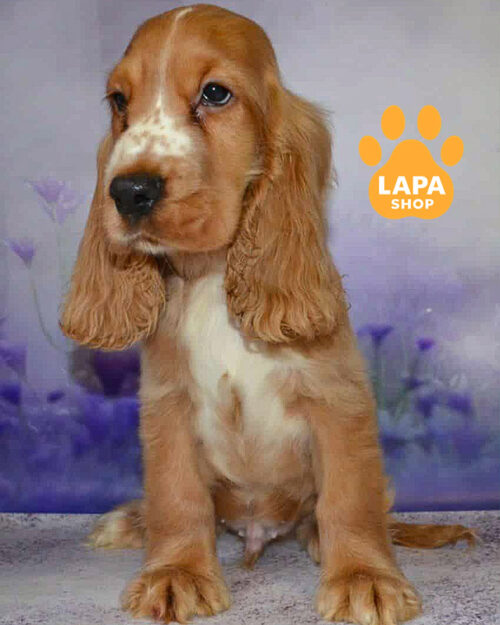 рыжий английский кокер спаниель