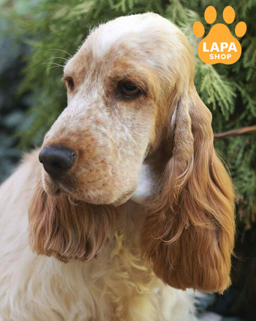 английский кокер спаниель