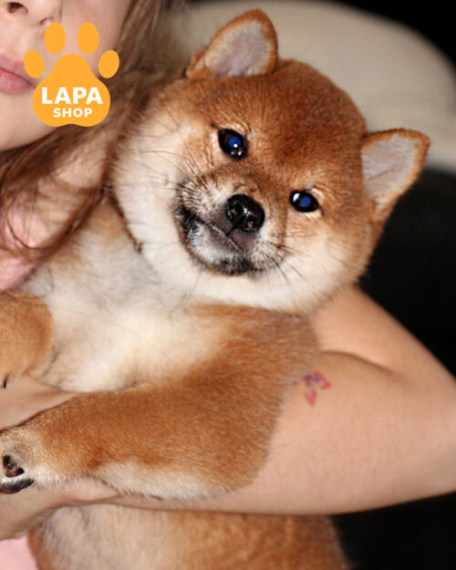 рудий шиба-іну