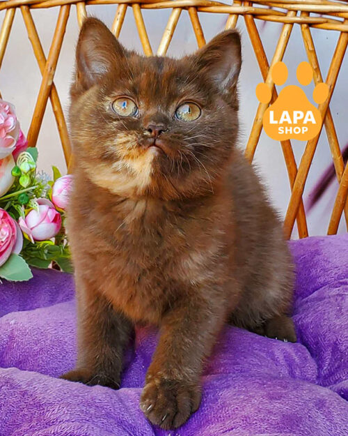 шоколадна черепахова британська короткошерста