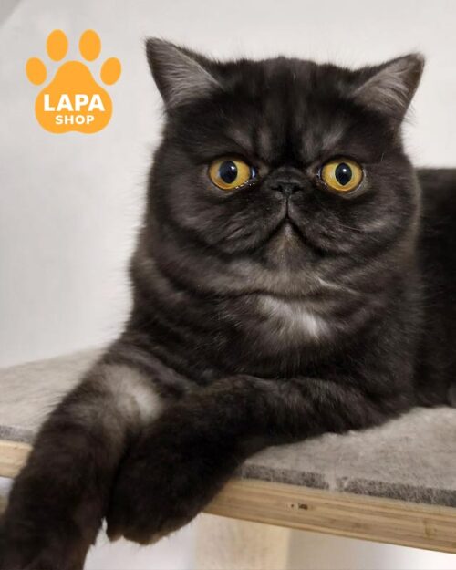 димний екзот