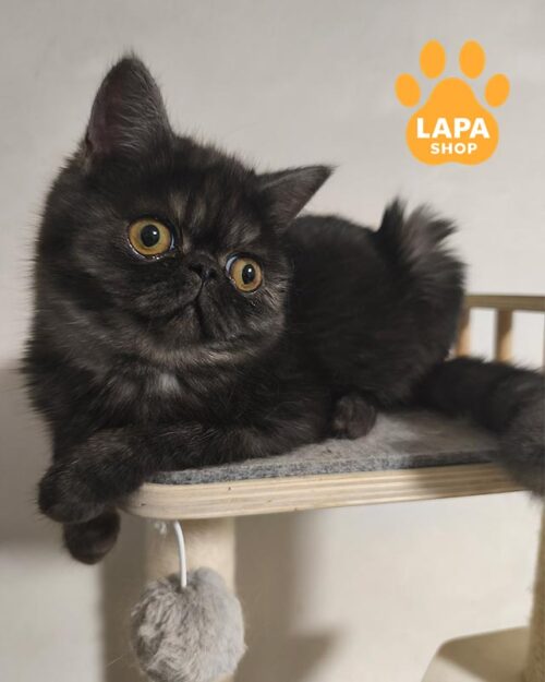 димний екзот