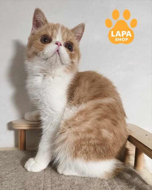 cream-white exotic cat