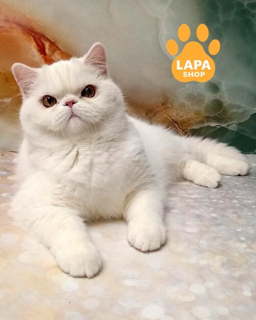 білий екзот