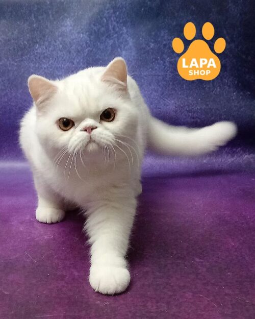 білий екзот