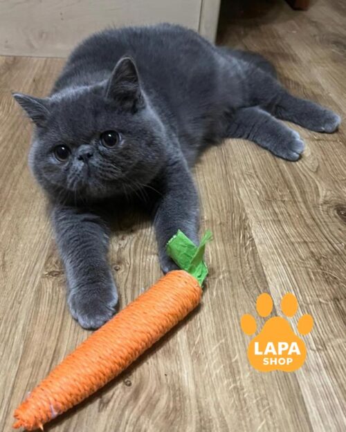 блакитний екзот