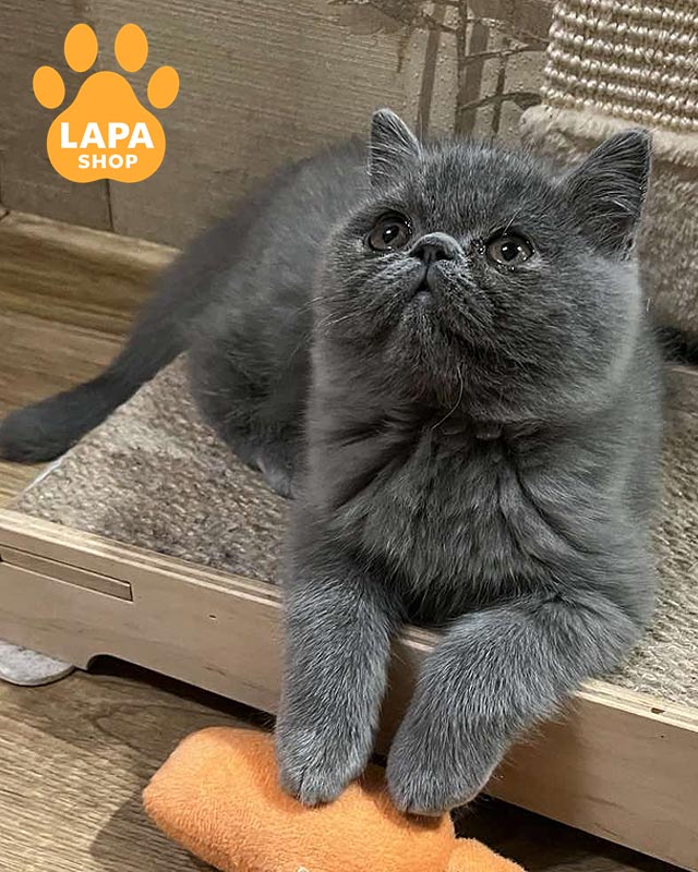 голубой экзот