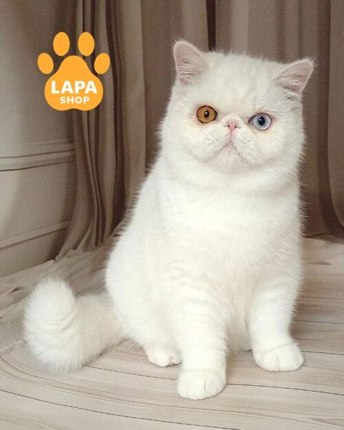 біла кішка екзот