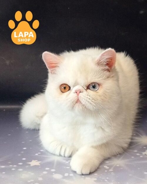 white Exotic kitty