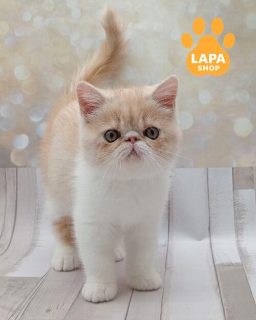 кремовий екзот