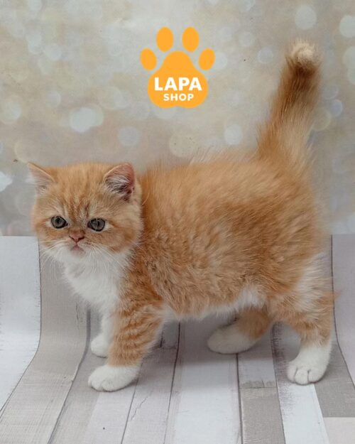 біло-руда екзотична кішка