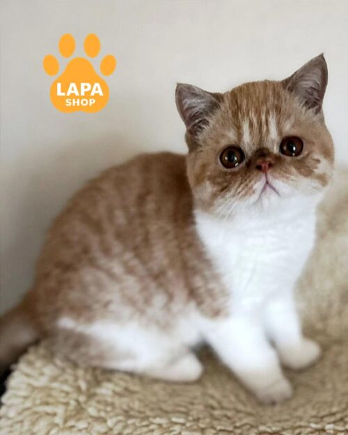 бело-рыжий экзот