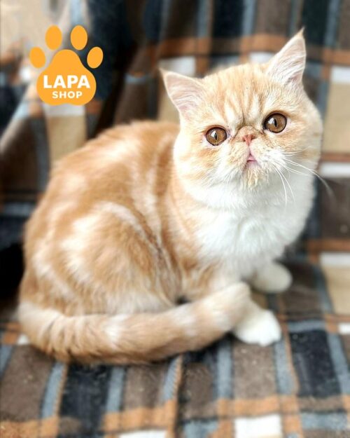 біло-рудий екзот