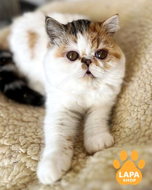 черепахово-белая кошка экзот