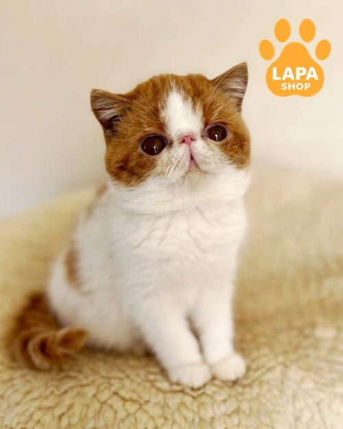 бело-рыжий экзот