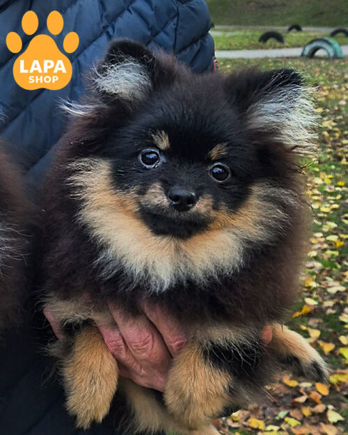 чорний підпалий померанський шпіц