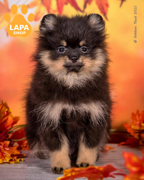 чорний підпалий померанський шпіц