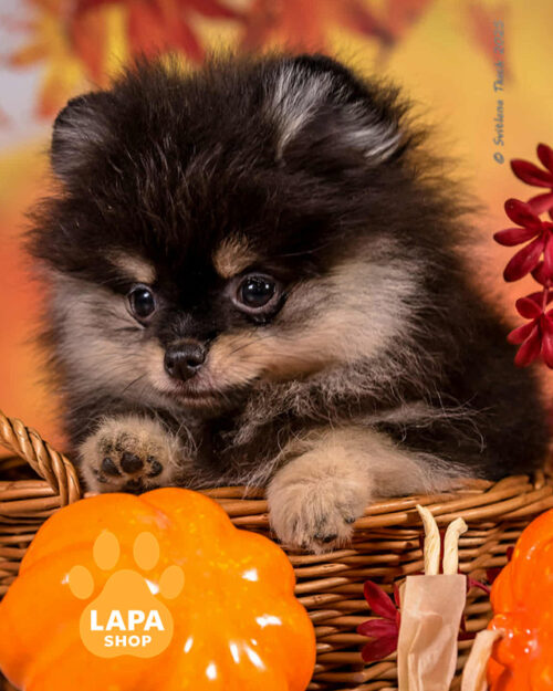 чорний підпалий померанський шпіц