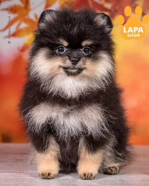 чорний підпалий померанський шпіц