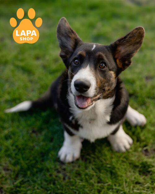 триколорный вельш корги кардиган