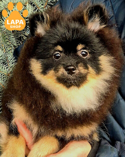 чорний підпалий померанський шпіц