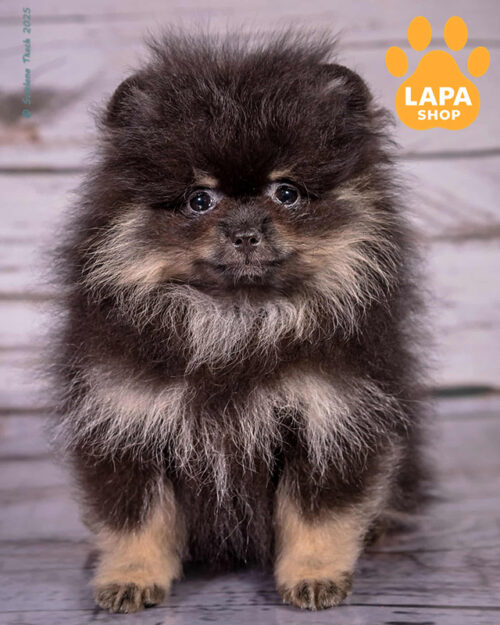 чорний підпалий померанський шпіц