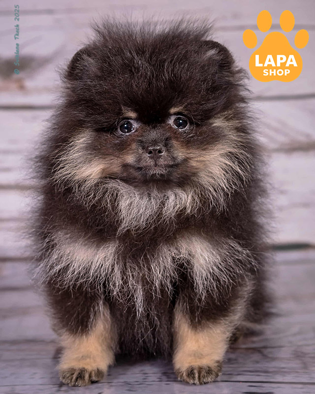 чорний підпалий померанський шпіц