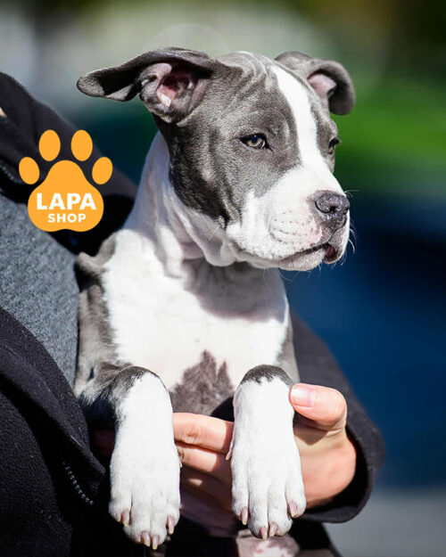 American Staffordshire Terrie