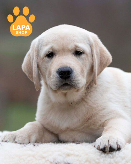 жовтий лабрадор-ретривер