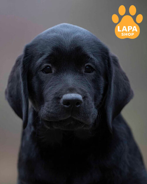 чорний лабрадор-ретривер