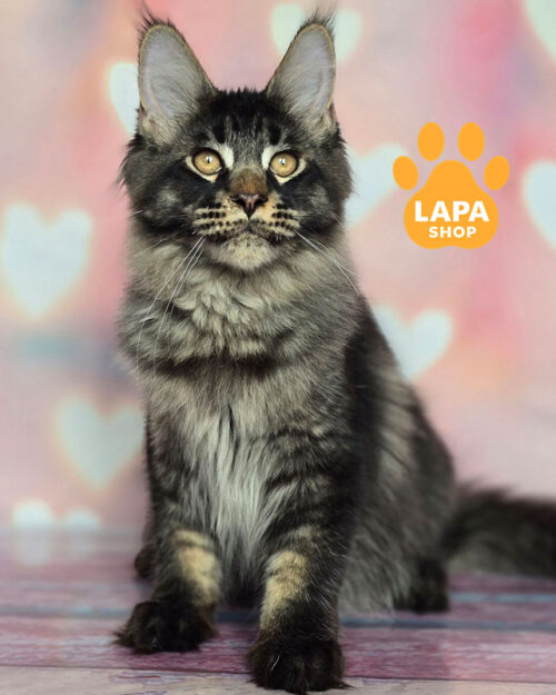 черный мейн-кун