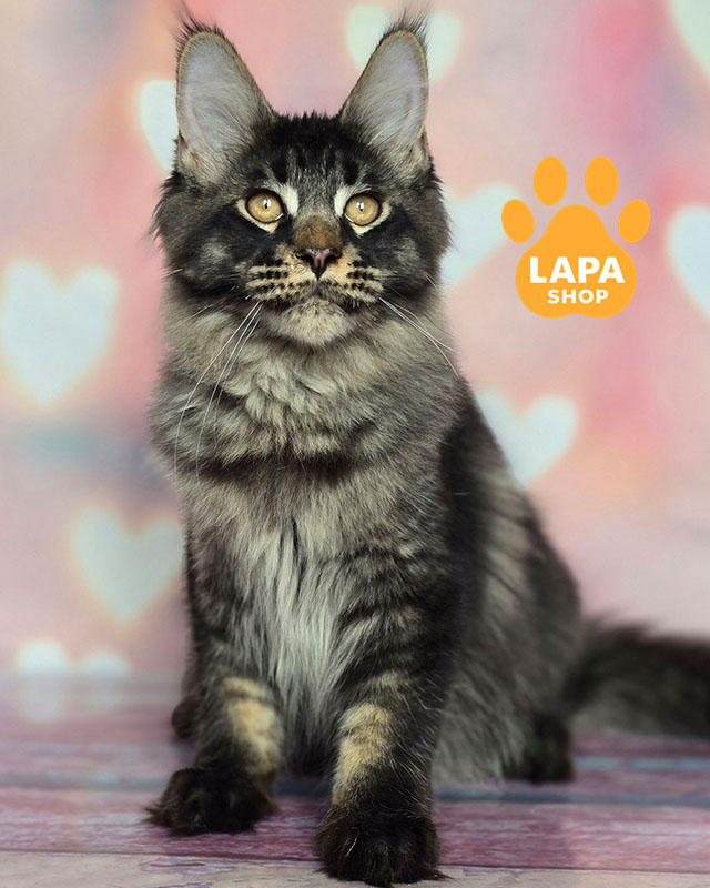 чорний мейн-кун