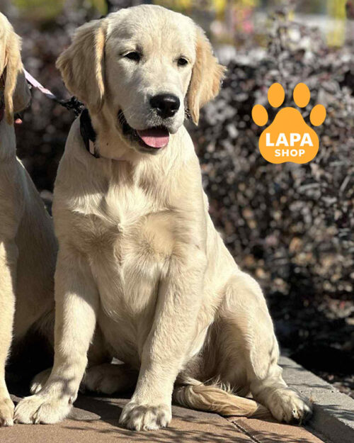 золотистый ретривер