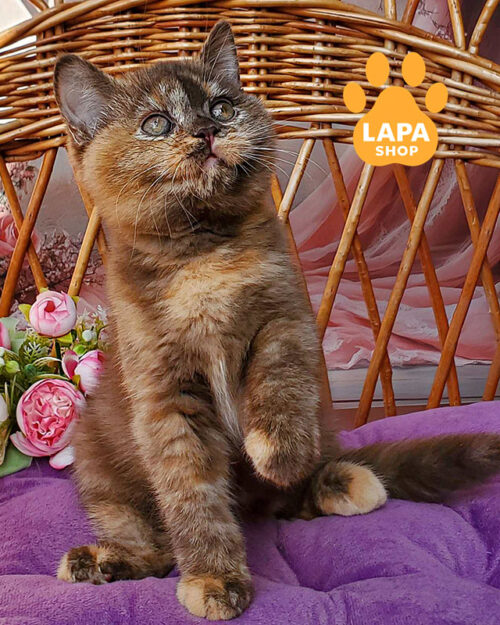 шоколадна черепахова британська короткошерста