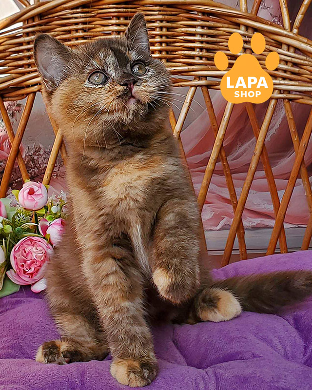 шоколадна черепахова британська короткошерста